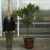 Strawberry tree Specimen