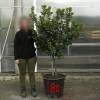 Strawberry tree Specimen