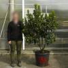 Strawberry tree Specimen