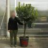 Strawberry tree Specimen