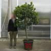 Strawberry tree Specimen
