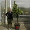 Strawberry tree Specimen