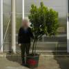 Strawberry tree Specimen