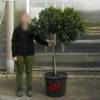 Strawberry tree Specimen