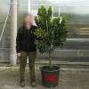 Strawberry tree Specimen