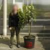 Strawberry tree Specimen