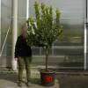 Strawberry tree Specimen