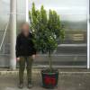 Strawberry tree Specimen