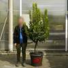 Strawberry tree Specimen