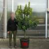 Strawberry tree Specimen