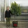 Strawberry tree Specimen