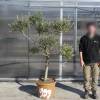 Olive Tree Specimen