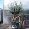 Olive Tree Specimen