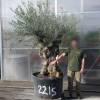 Olive Tree Specimen