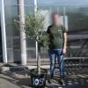 Olive Tree Specimen