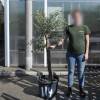 Olive Tree Specimen