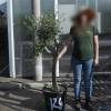 Olive Tree Specimen