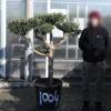 Olive Tree Specimen