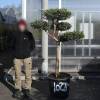 Olive Tree Specimen