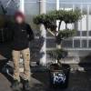 Olive Tree Specimen