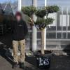 Olive Tree Specimen