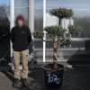 Olive Tree Specimen