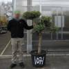 Olive Tree Specimen