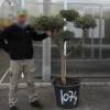 Olive Tree Specimen