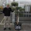 Olive Tree Specimen