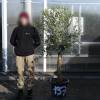 Olive Tree Specimen