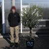 Olive Tree Specimen