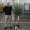Olive Tree Specimen