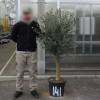 Olive Tree Specimen