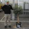 Olive Tree Specimen