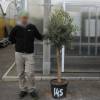 Olive Tree Specimen