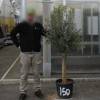 Olive Tree Specimen