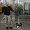 Olive Tree Specimen
