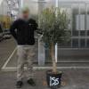 Olive Tree Specimen