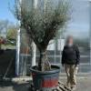 Olive Tree Specimen