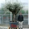 Olive Tree Specimen