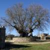 Mulberry, white