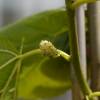 Mulberry, white