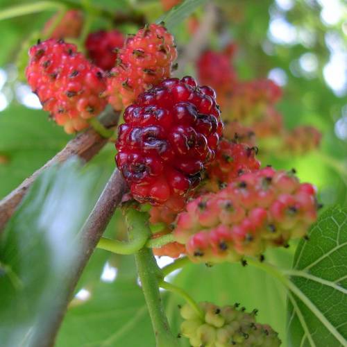 Mulberry, white : buy Mulberry, white / Morus alba