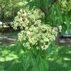 Honey Tree