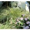 Sedge 'Evergold'