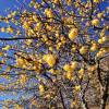 Wintersweet