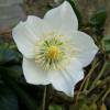 Christmas Rose