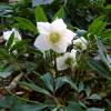 Christmas Rose