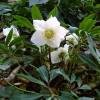 Christmas Rose