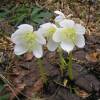 Christmas Rose